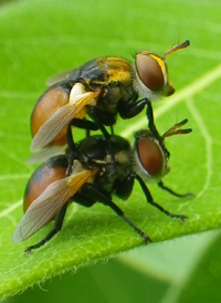Gymnosoma fuliginosa